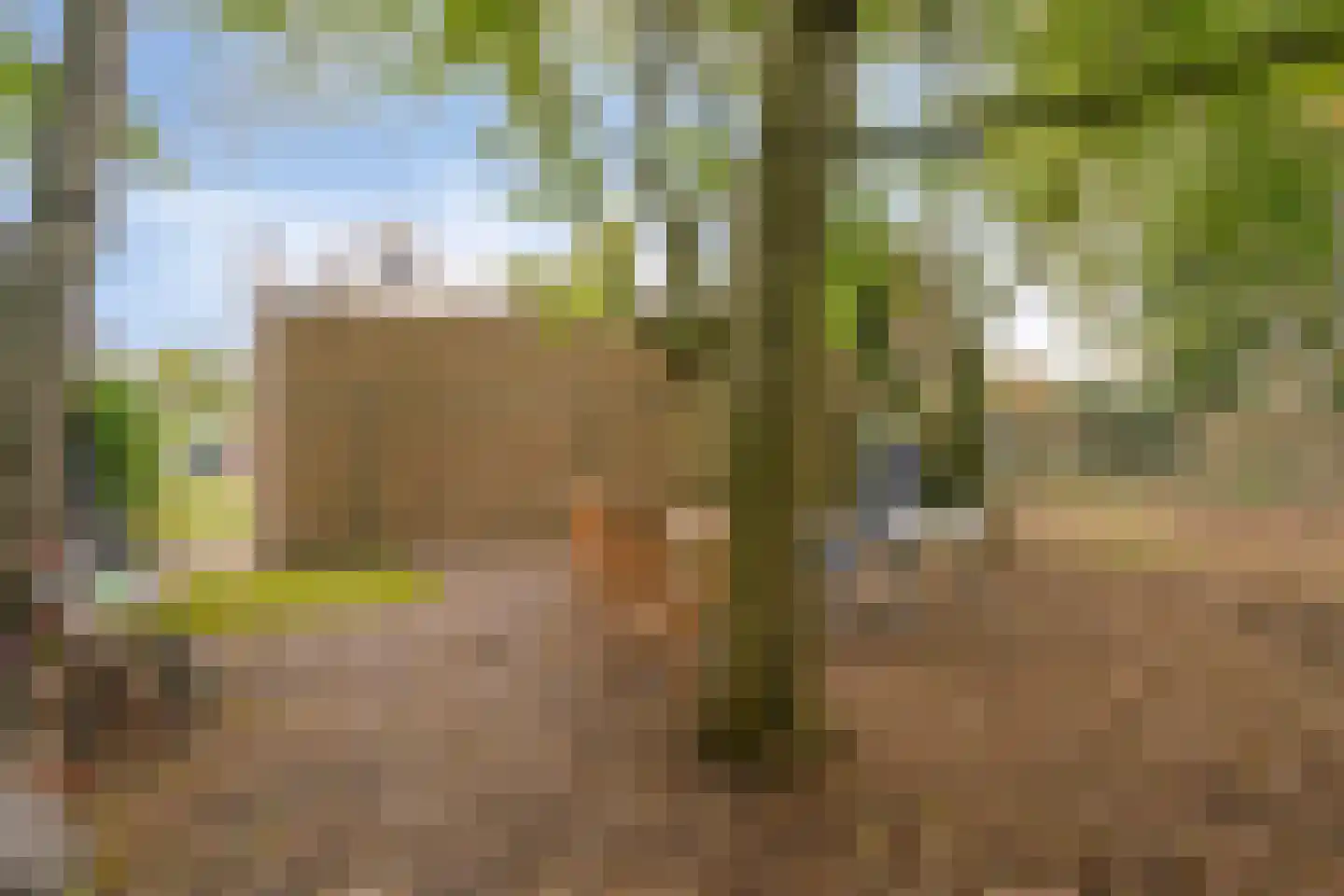 Weegbree 5 Best thumbnail 62