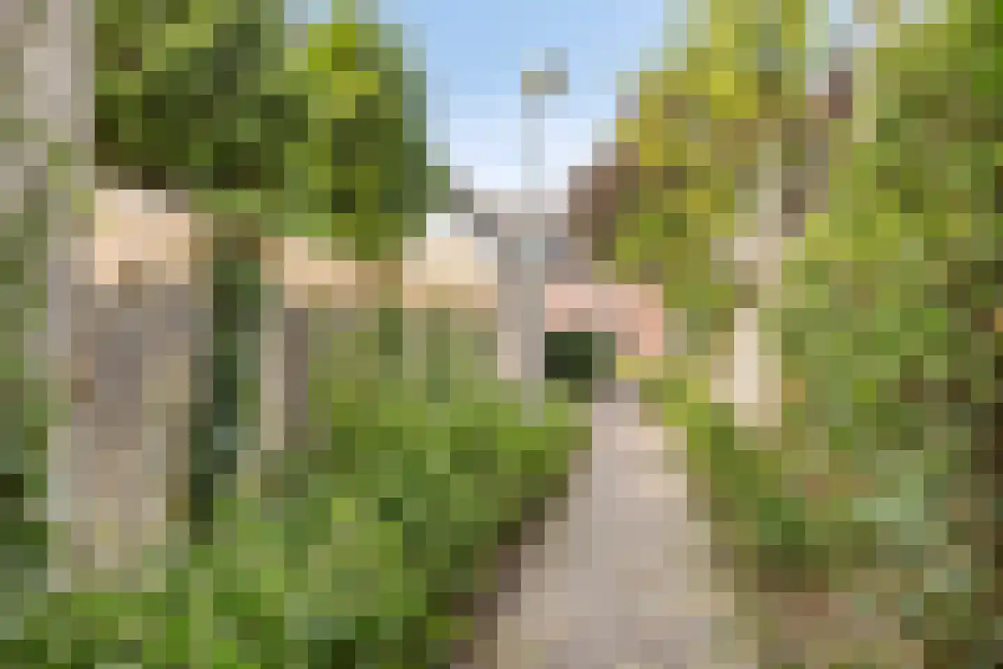 Weegbree 5 Best thumbnail 73