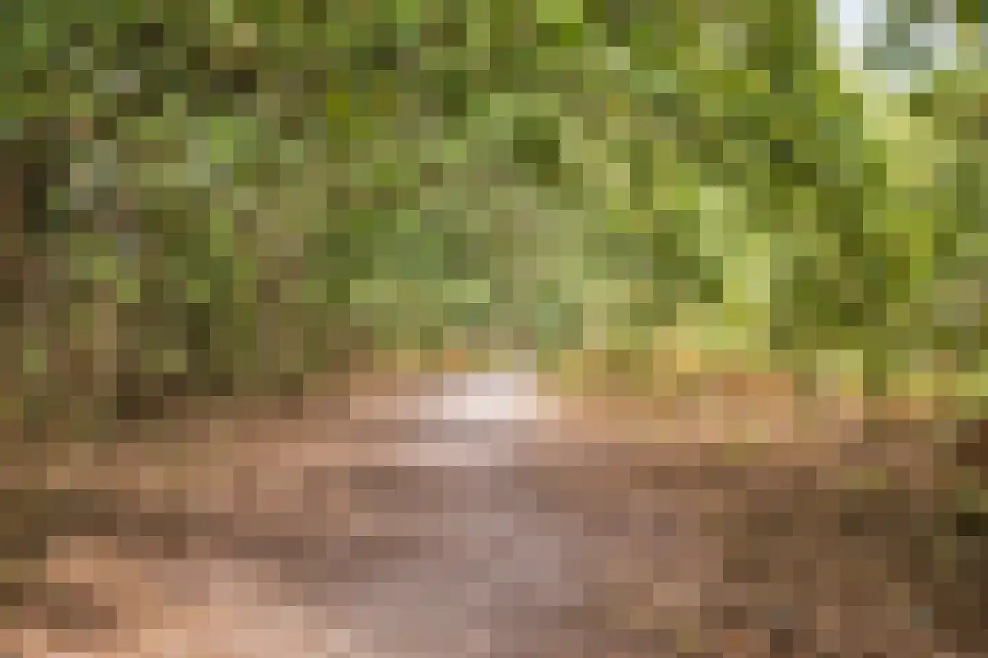Weegbree 5 Best thumbnail 74