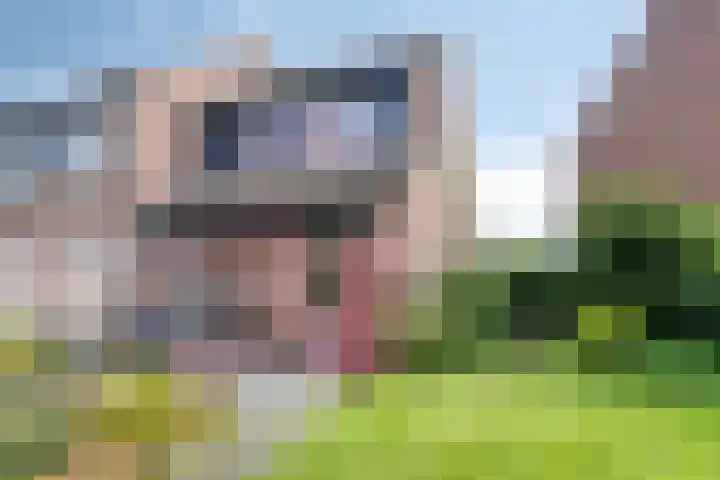 Weegbree 52 Heerenveen thumbnail 24