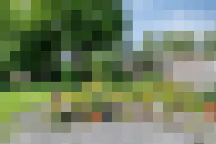 Weegbree 52 Heerenveen thumbnail 25