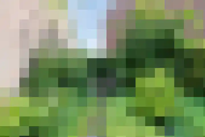 Weegbree 52 Heerenveen thumbnail 26