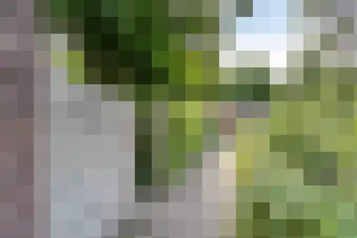 Weegbree 52 Heerenveen thumbnail 32