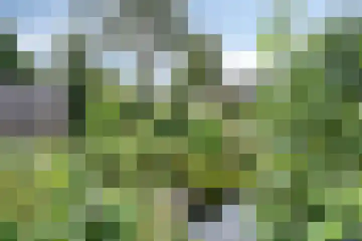 Weegbree 52 Heerenveen thumbnail 35