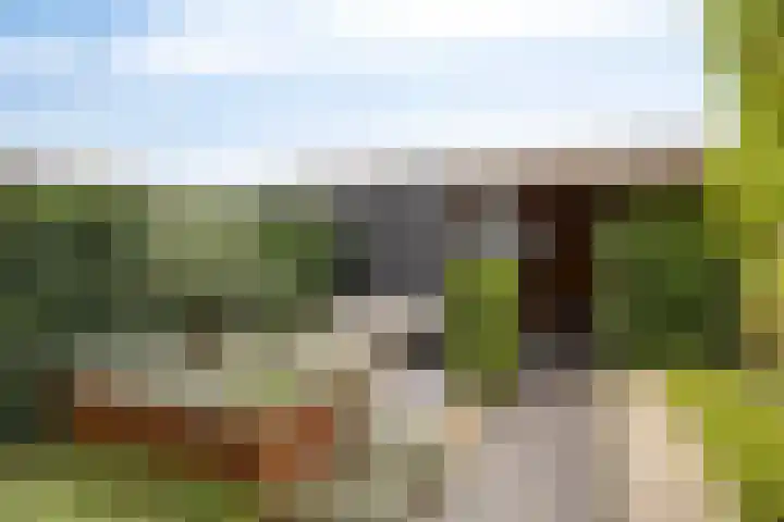 Weegbree 57 Zetten thumbnail 31