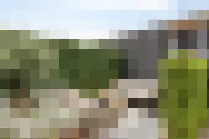 Weegbree 57 Zetten thumbnail 32