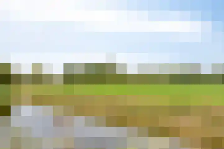 Weegbree 57 Zetten thumbnail 37