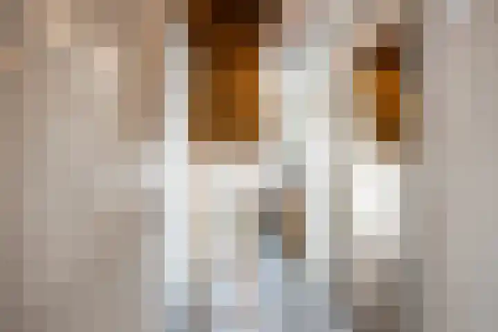 Weegbree 59 Nieuwleusen thumbnail 22