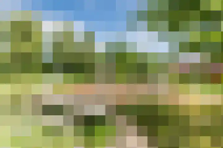Weegbree 59 Nieuwleusen thumbnail 34