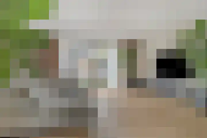 Weegbree 60 Zetten thumbnail 12