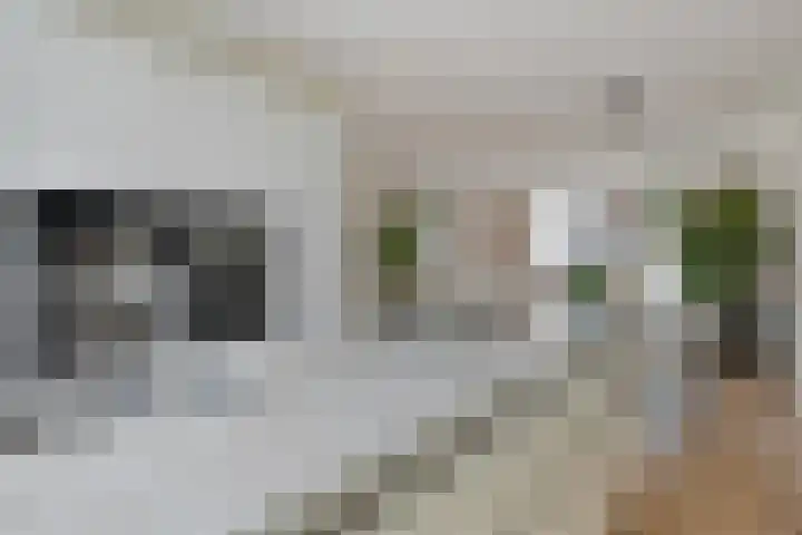 Weegbree 60 Zetten thumbnail 19