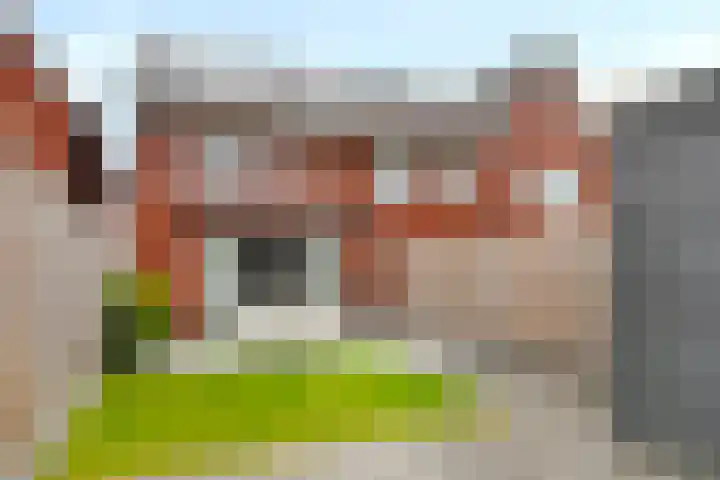 Weegbree 60 Zetten foto 2