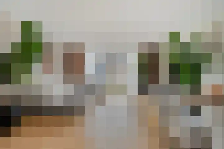 Weegbree 60 Zetten foto 3