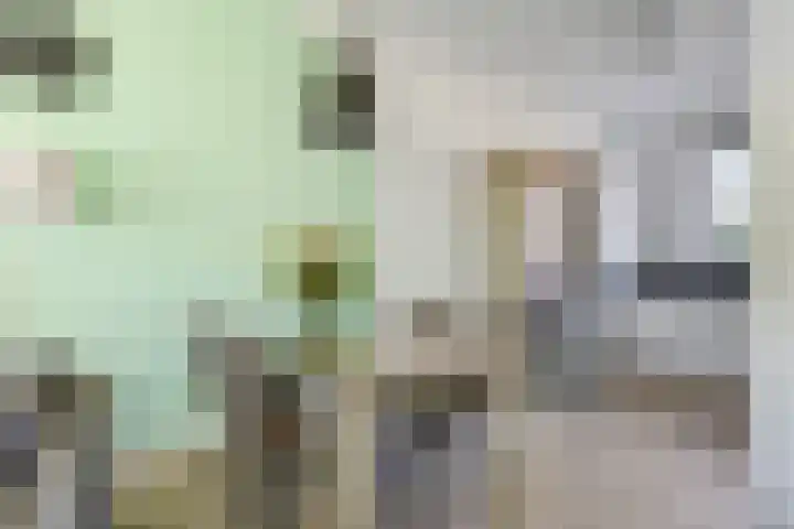Weegbree 61 Zetten thumbnail 20