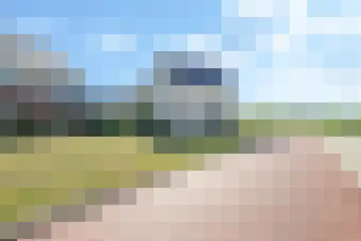 Weegbree 61 Zetten thumbnail 66