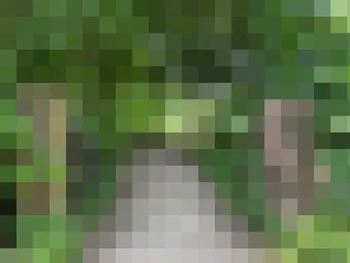 Weegbree 61 Zetten thumbnail 85