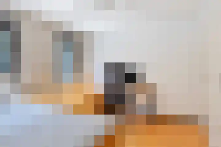 Weegbree 7 Best thumbnail 24