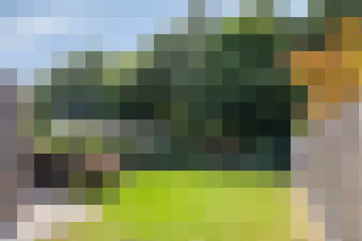 Weegbree 7 Best foto 3