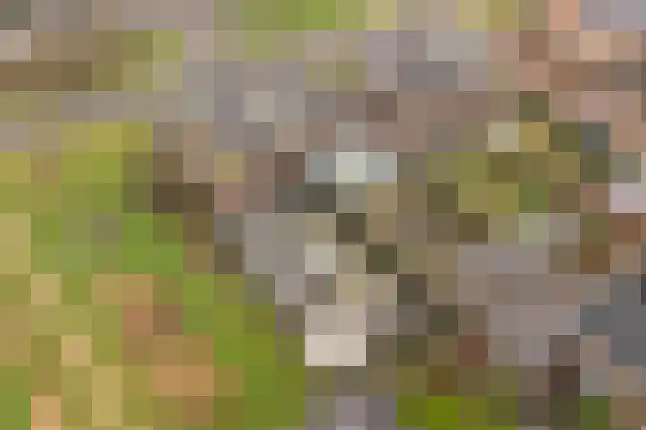 Weegbree 73 Heerhugowaard thumbnail 37
