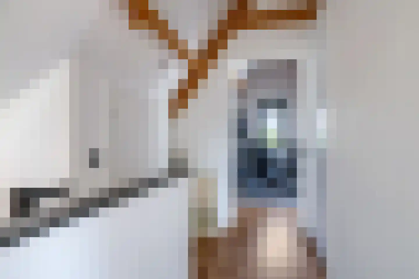 Weegbree 74 Zetten thumbnail 61