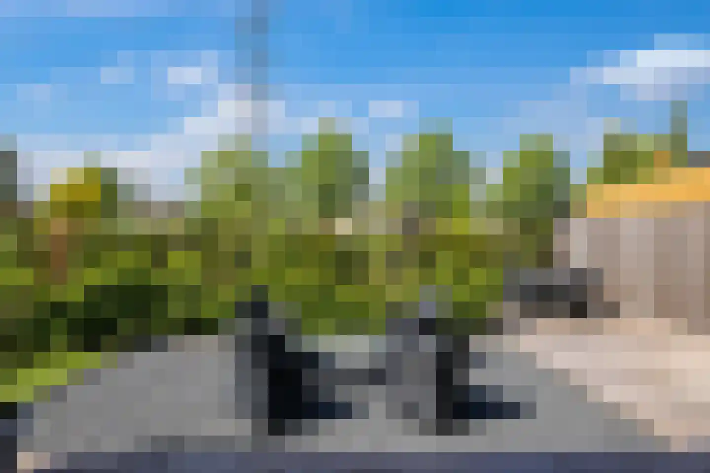 Weegbree 74 Zetten thumbnail 74