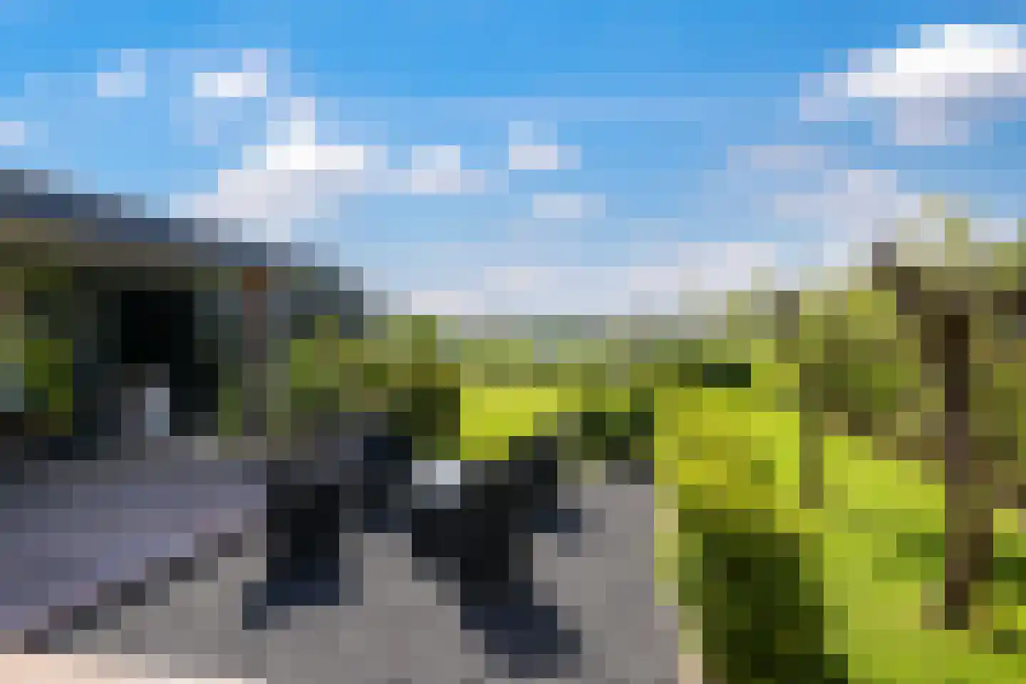 Weegbree 74 Zetten thumbnail 9