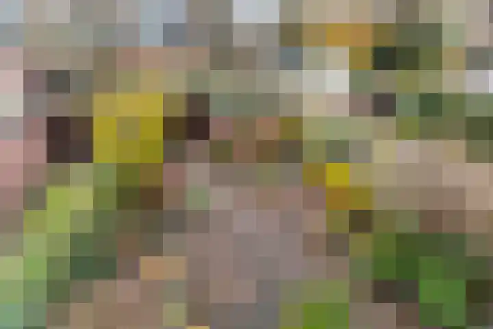 Weegbree 85 Krimpen aan den IJssel thumbnail 20