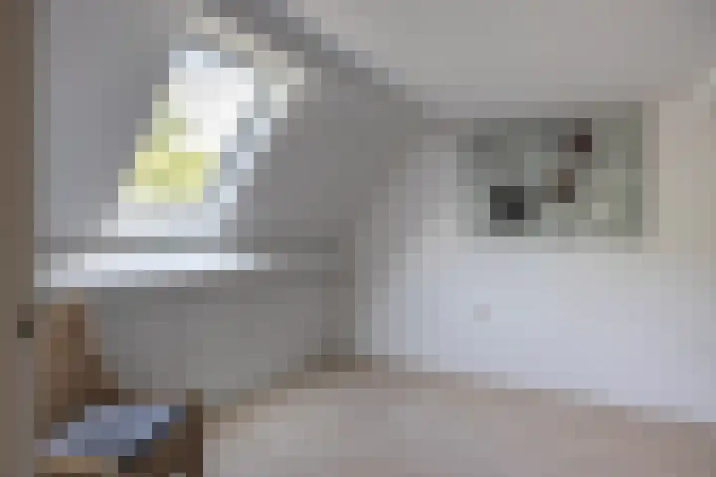 Weegbree 91 Best thumbnail 31