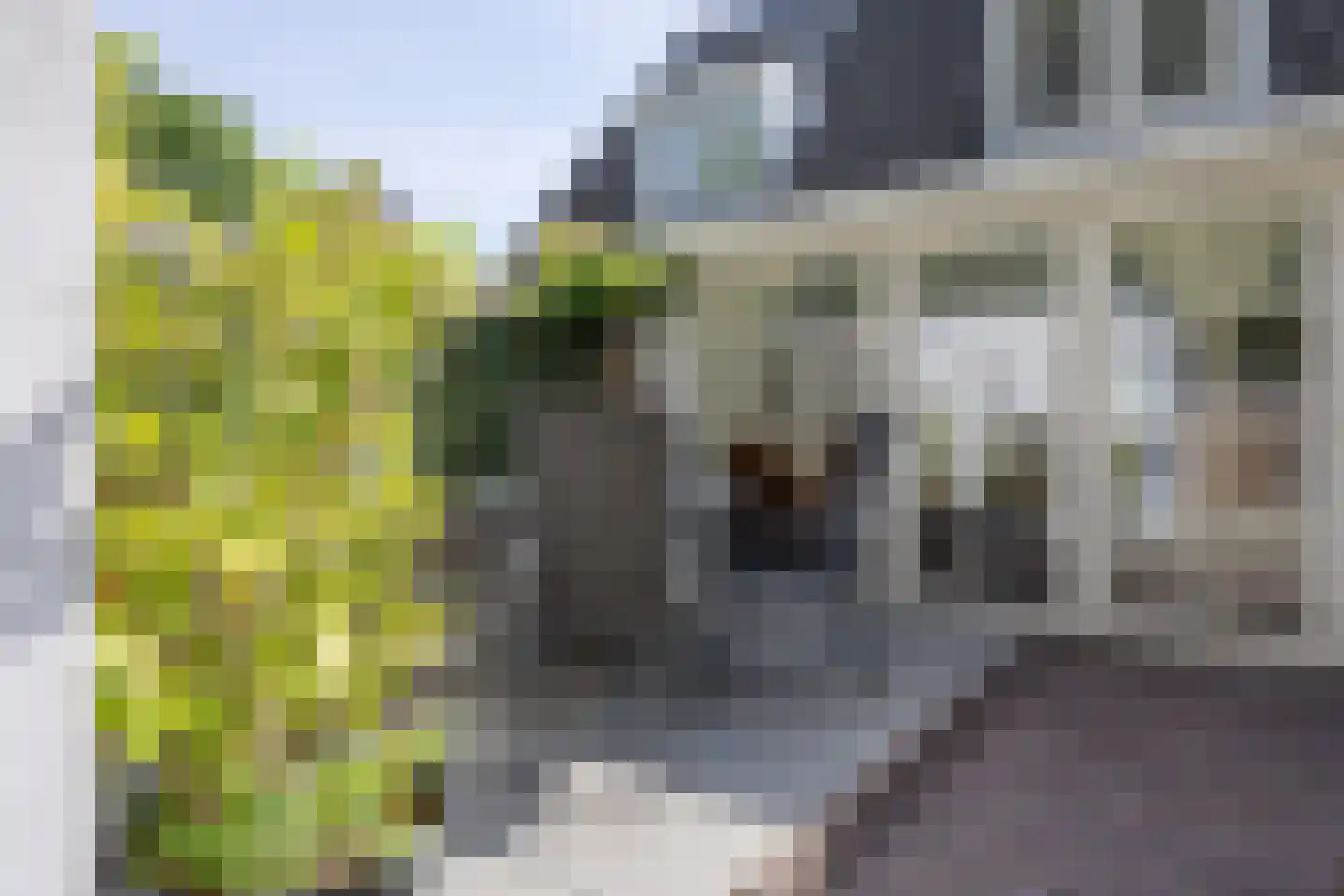 Weegbree 91 Best thumbnail 38