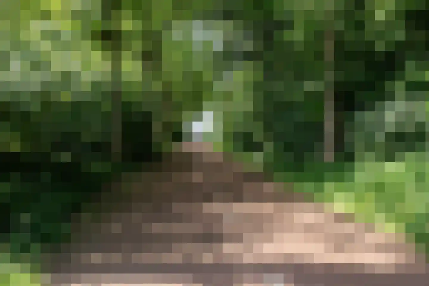 Weegbree 91 Best thumbnail 44