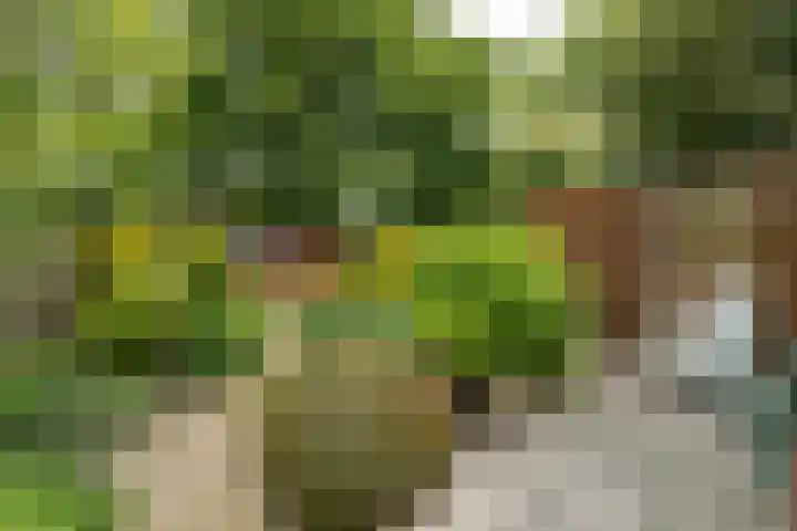 Weegbree 99 Zwaag thumbnail 46
