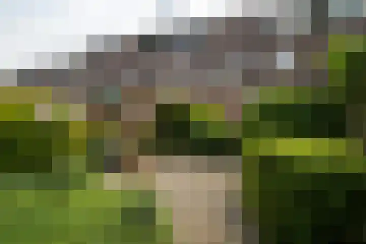 Weegbree 99 Zwaag thumbnail 5