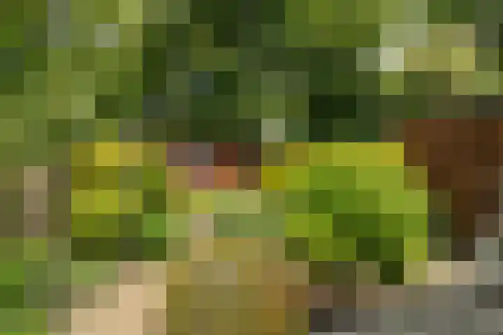 Weegbree 99 Zwaag thumbnail 53