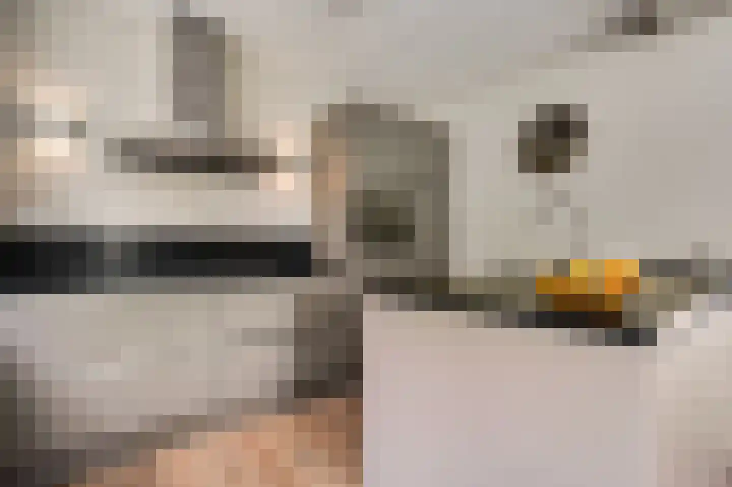 Weegbreestraat 2 Maarheeze thumbnail 5