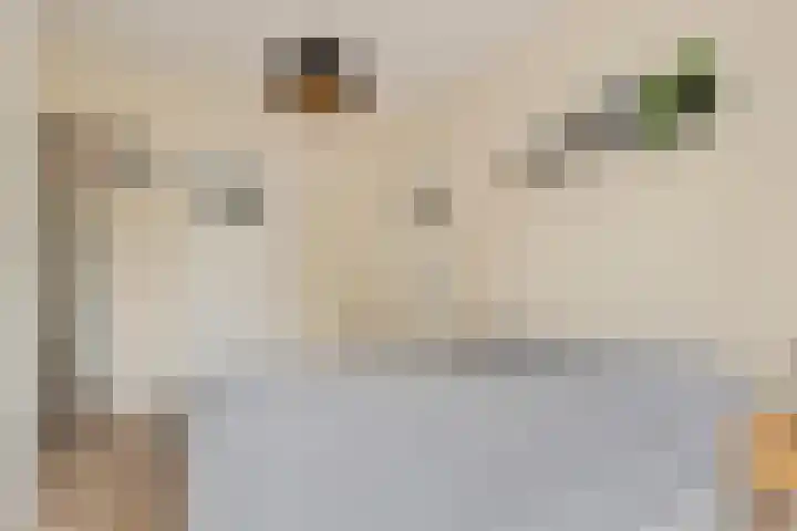 Weerijssingel 41 Breda thumbnail 27