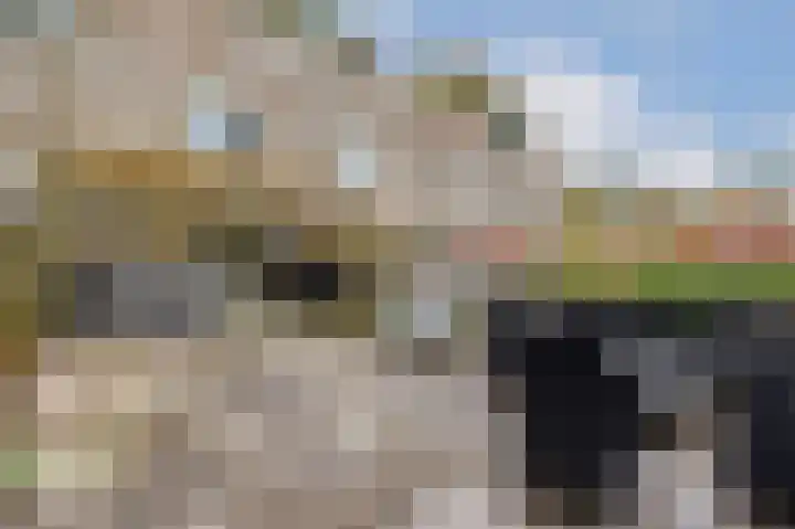 Weerribben 7 Diemen thumbnail 14