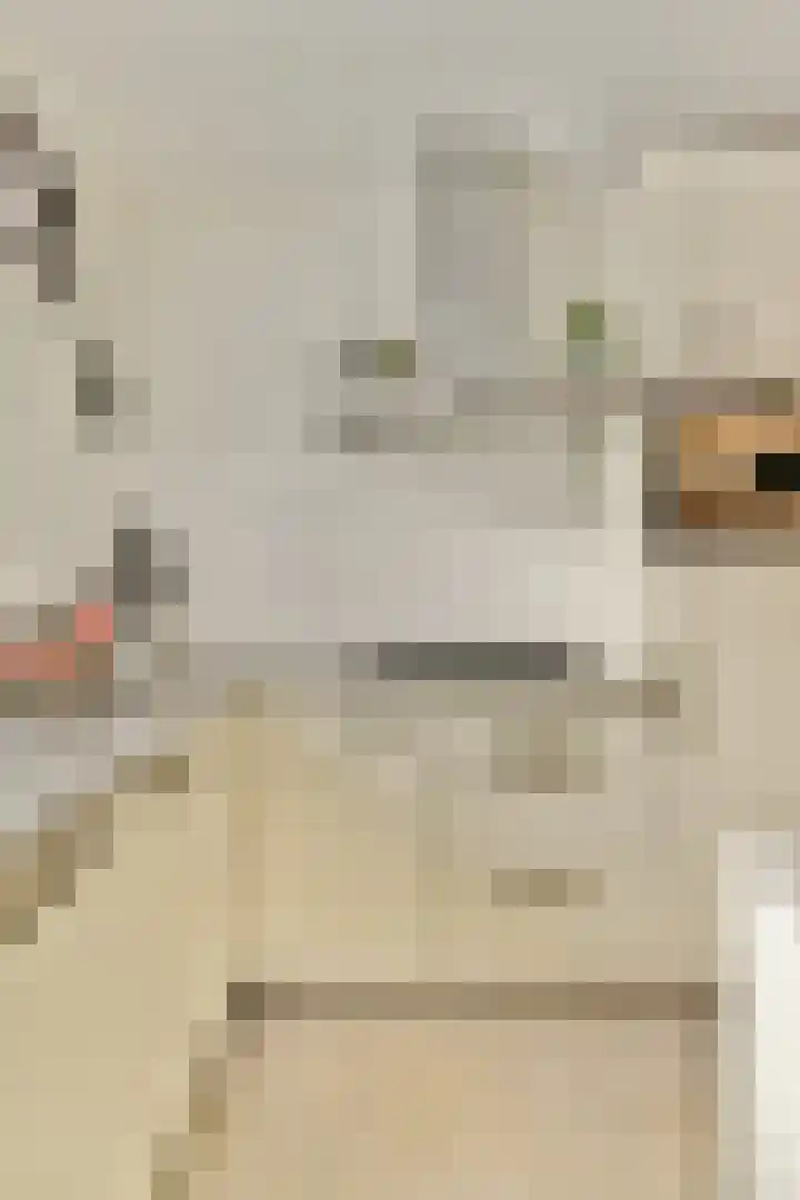 Weerribben 7 Diemen thumbnail 7