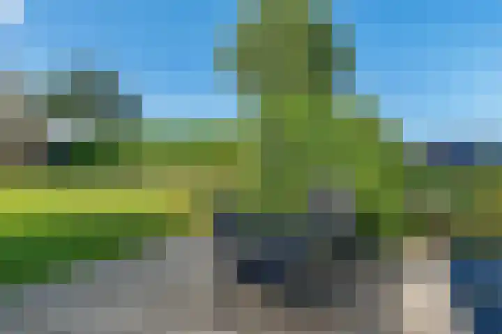 Weerribben 77 Lelystad thumbnail 44