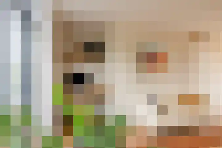 Weerschijnvlinder 45 Utrecht thumbnail 24
