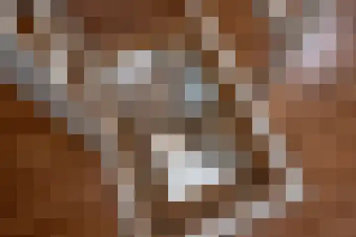 Weerselosestraat 96 Borne thumbnail 23