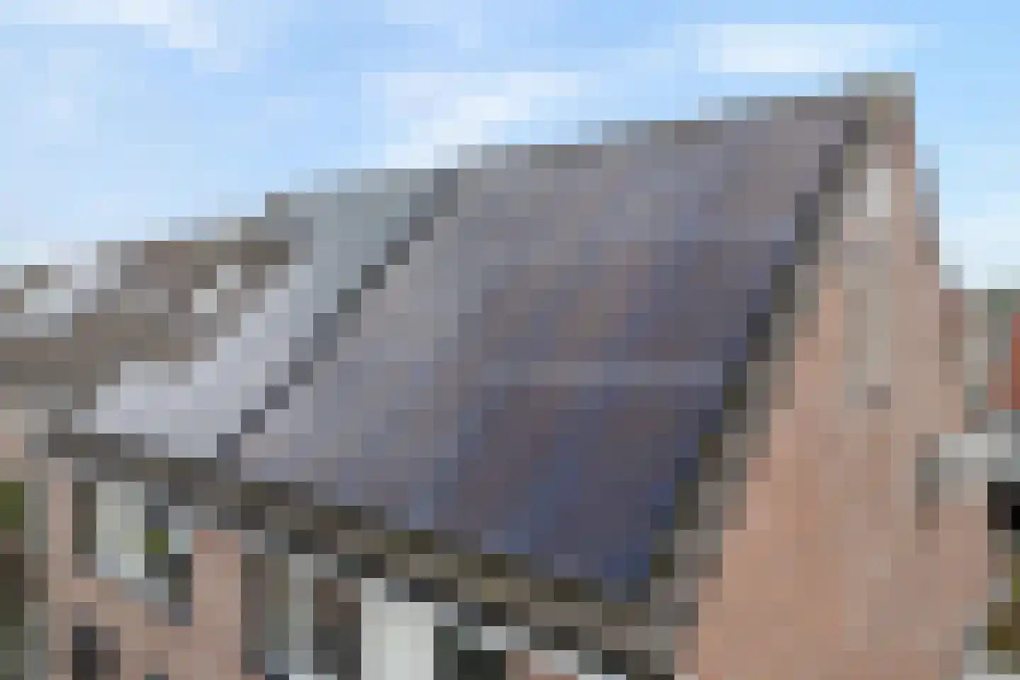 Weesboom 11 Hasselt thumbnail 11
