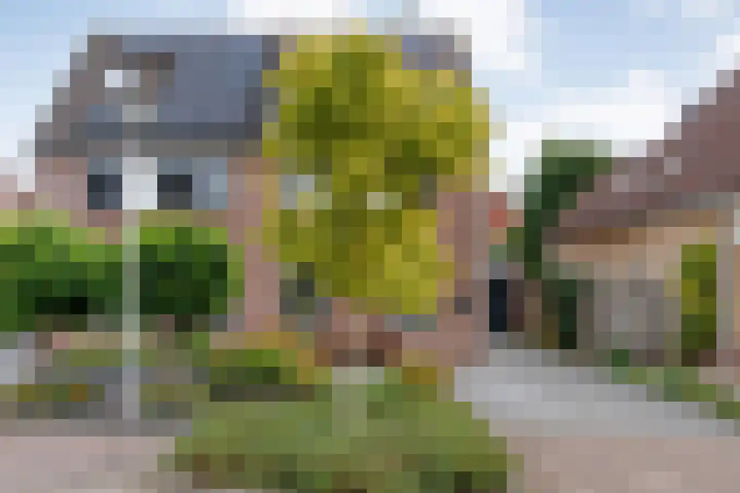 Weesboom 11 Hasselt thumbnail 5