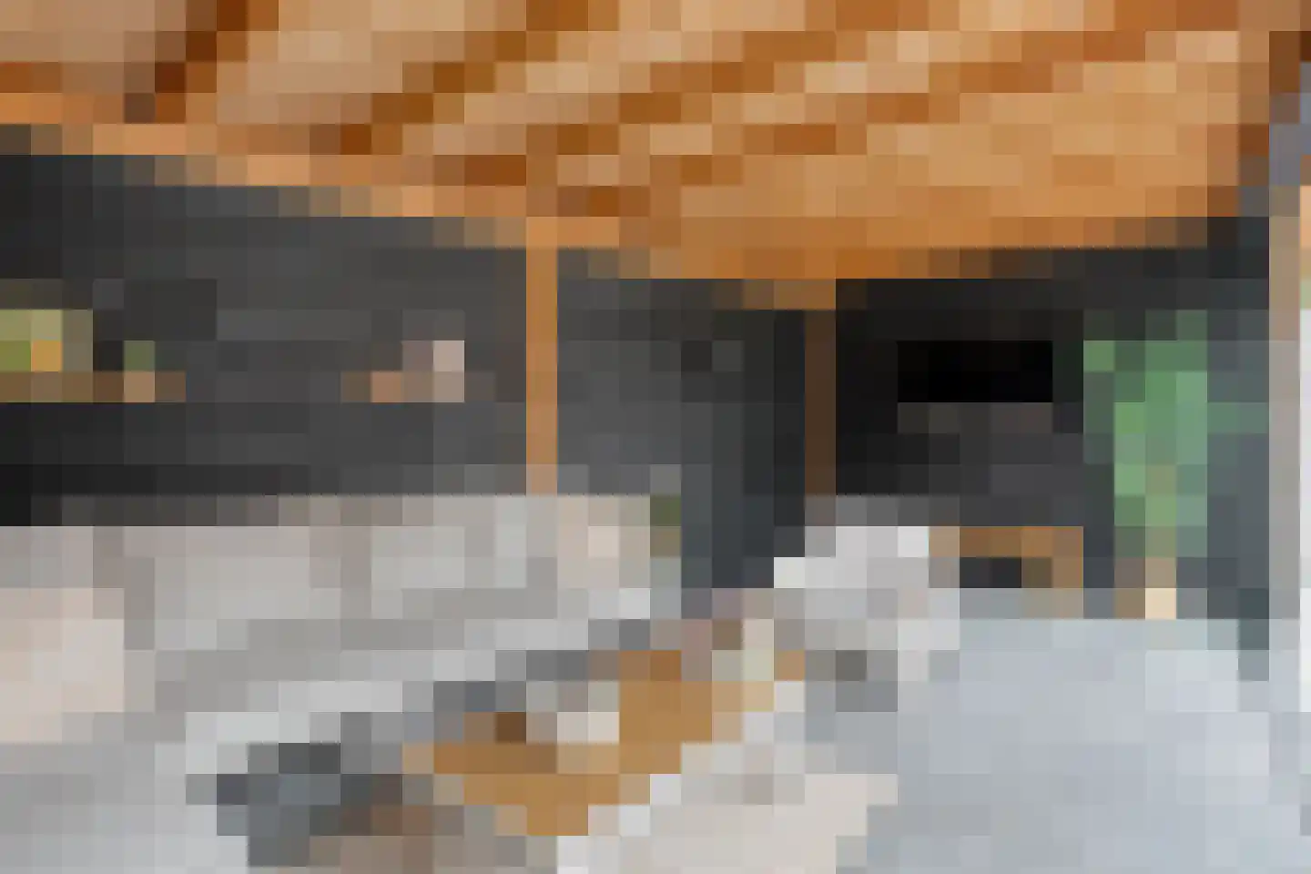 Weesboom 11 Hasselt thumbnail 68