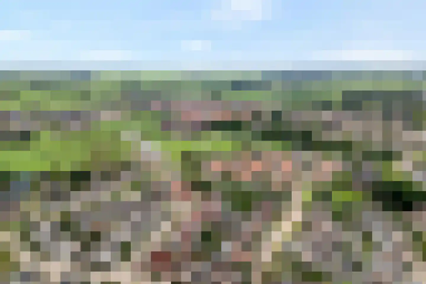 Weesboom 11 Hasselt thumbnail 9