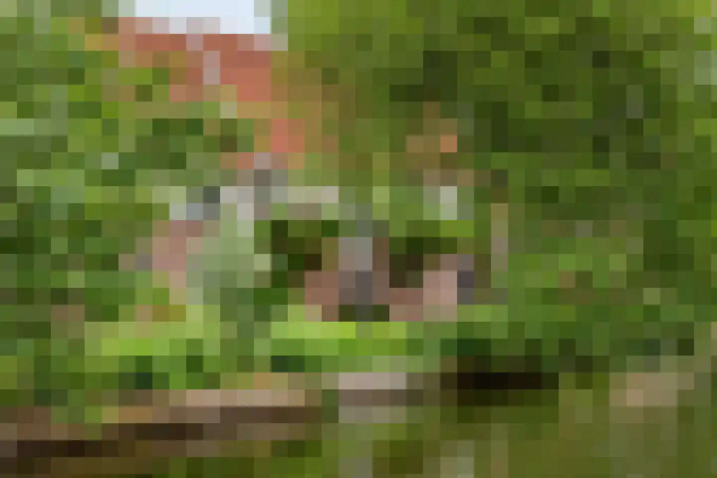 Weeshuistuin 7 Hoorn thumbnail 54