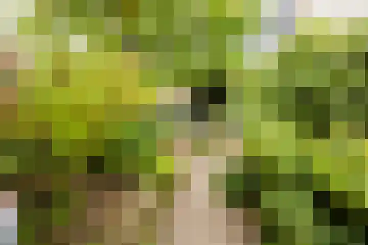 Weezenhof 3532 Nijmegen thumbnail 43