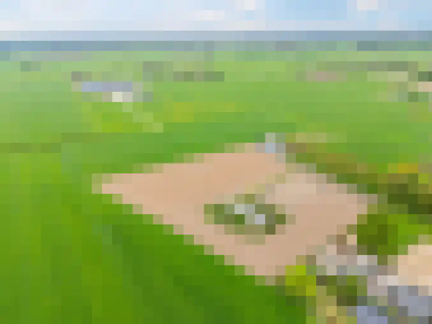Weg door de Plas 14 A Brummen thumbnail 10