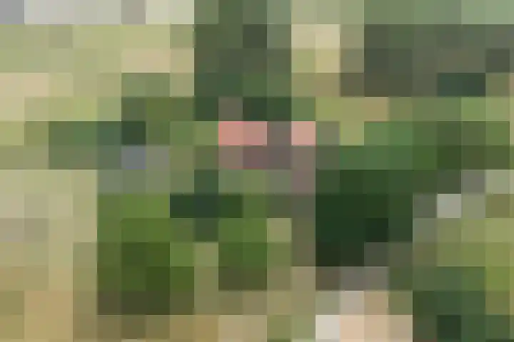 Weg naar het Ganzen Ei 10 Brummen foto 3