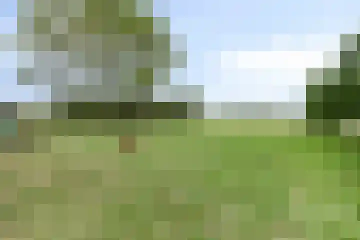 Weg naar het Ganzen Ei 10 Brummen thumbnail 45