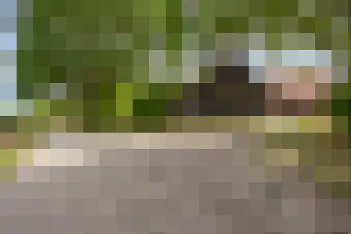 Weg naar het Ganzen Ei 10 Brummen thumbnail 5